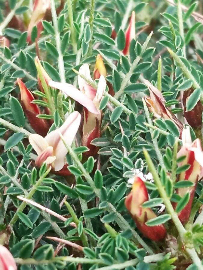 Astragalus balearicus flower