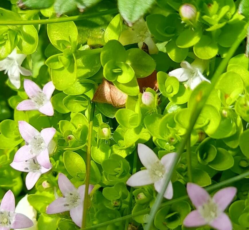 Oldenlandia salzmannii — houseplant care guide