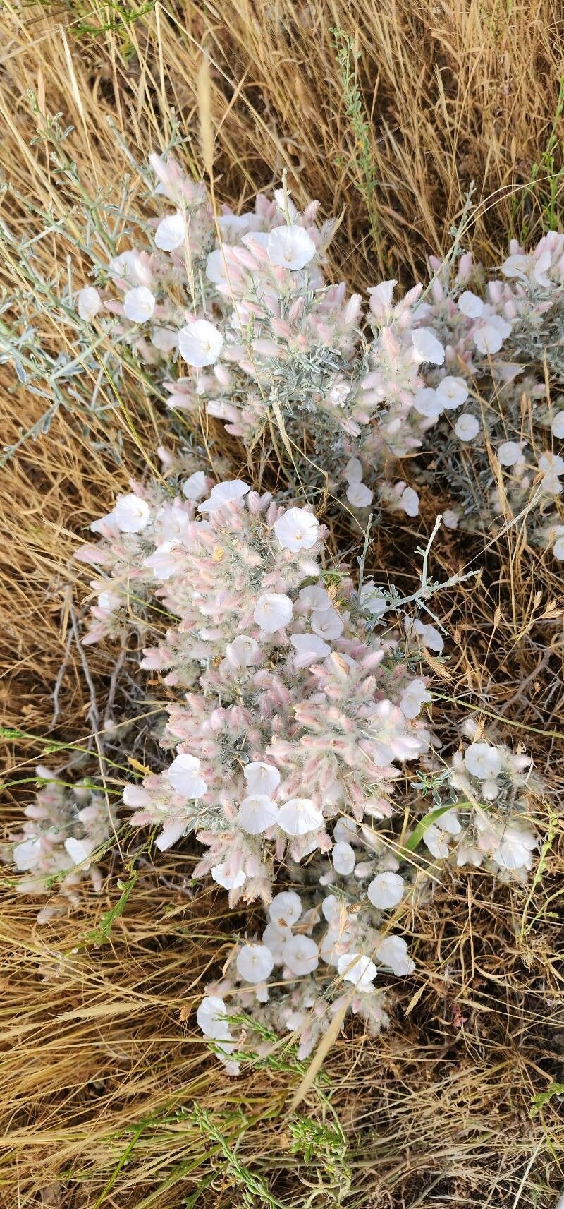 Convolvulus acanthocladus habit