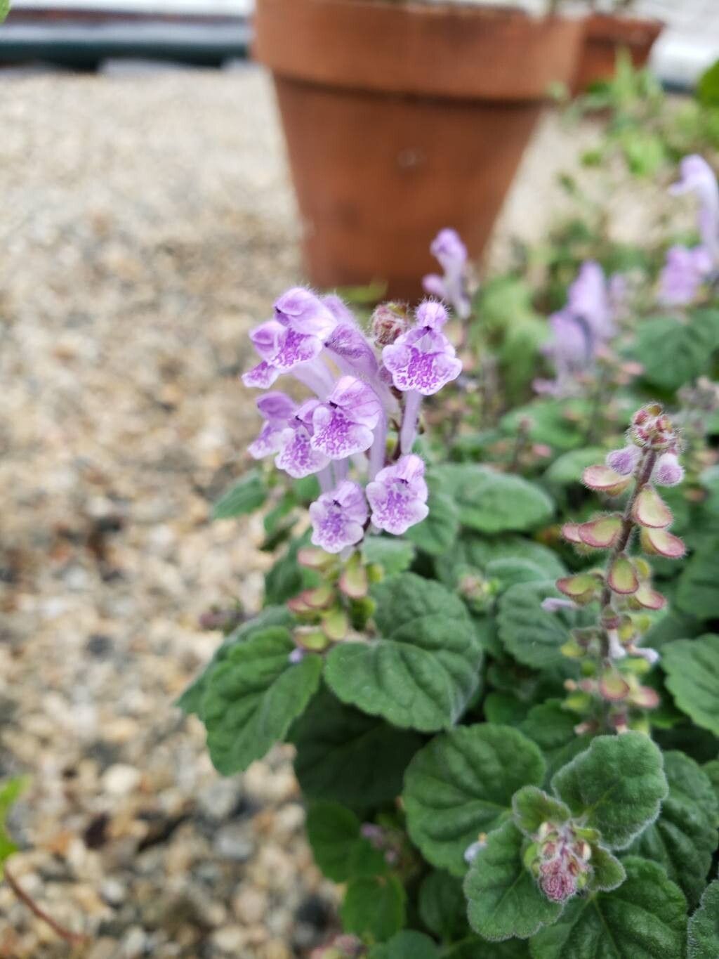 Scutellaria indica flower