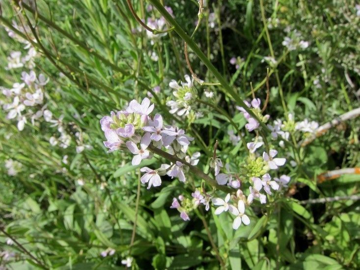 Thelypodium flexuosum — houseplant care guide