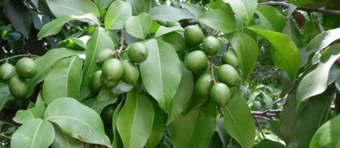 Melicoccus bijugatus fruit