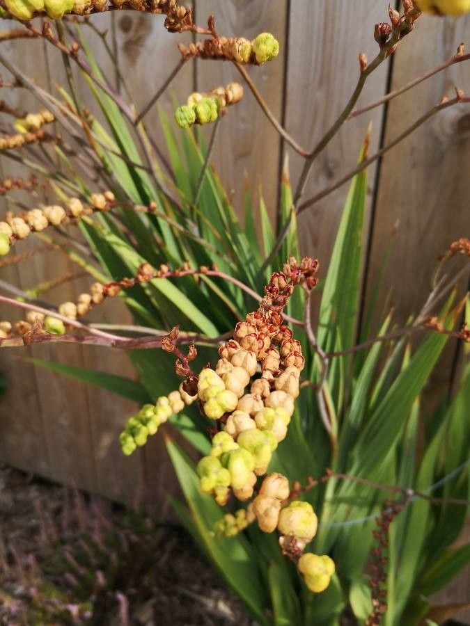 Chasmanthe floribunda fruit