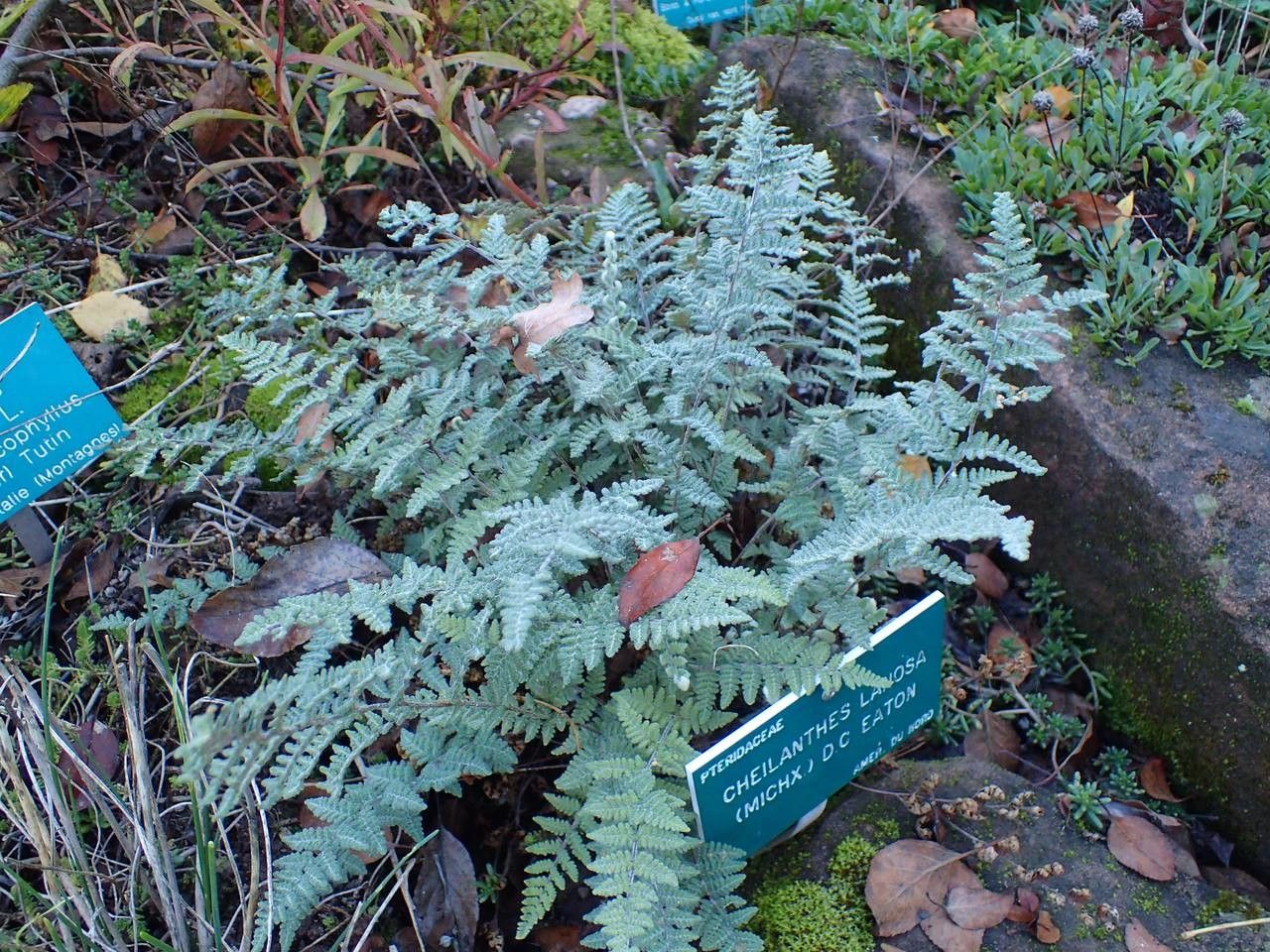 Hemionitis lanosa habit