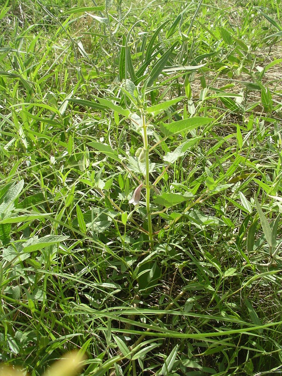 Ceratotheca sesamoides habit