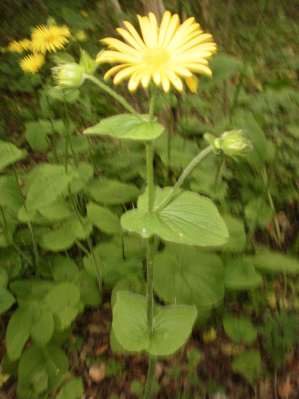 Doronicum x pardalanchoides — search result for 'Doronicum'