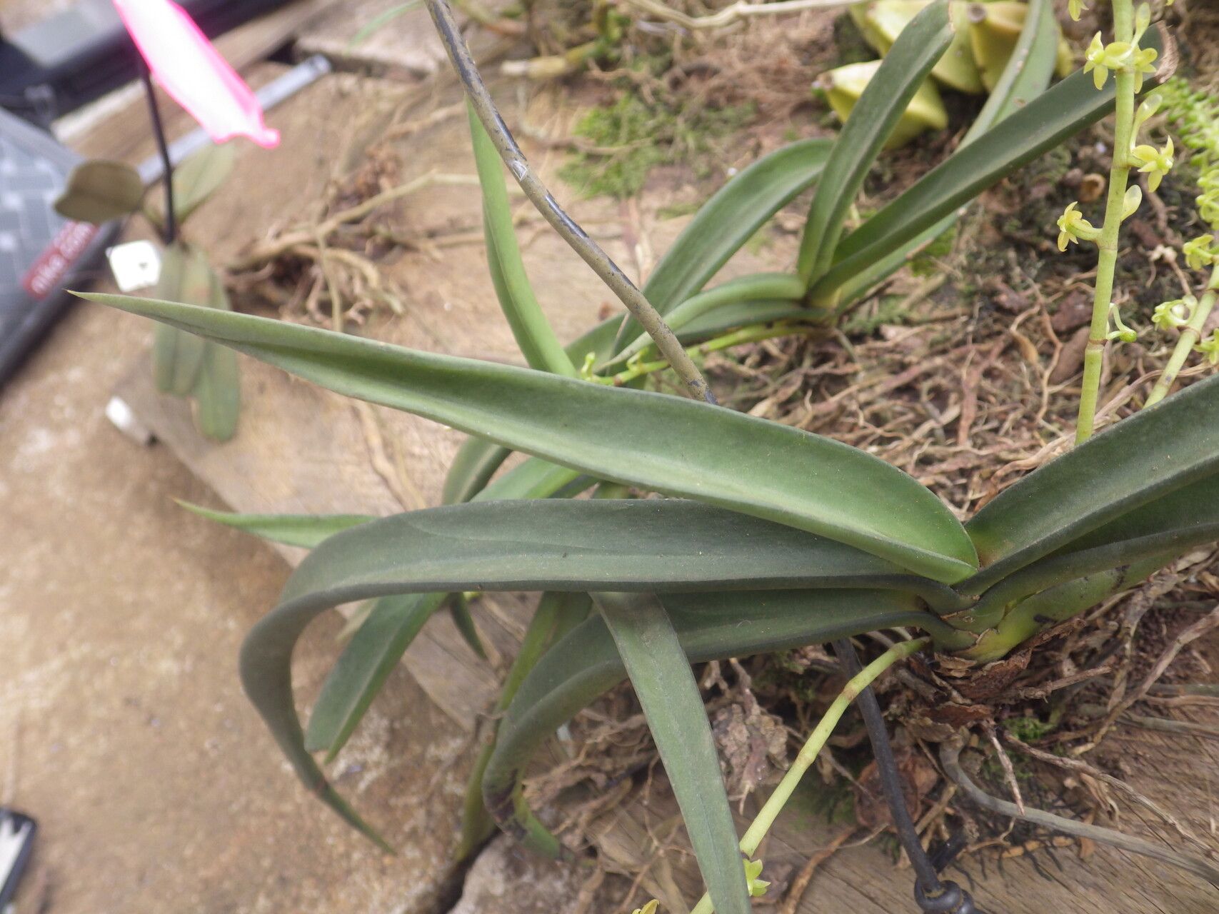 Diaphananthe vesicata leaf