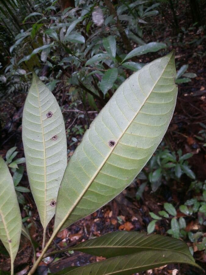 Pouteria jariensis — search result for 'Pouteria'