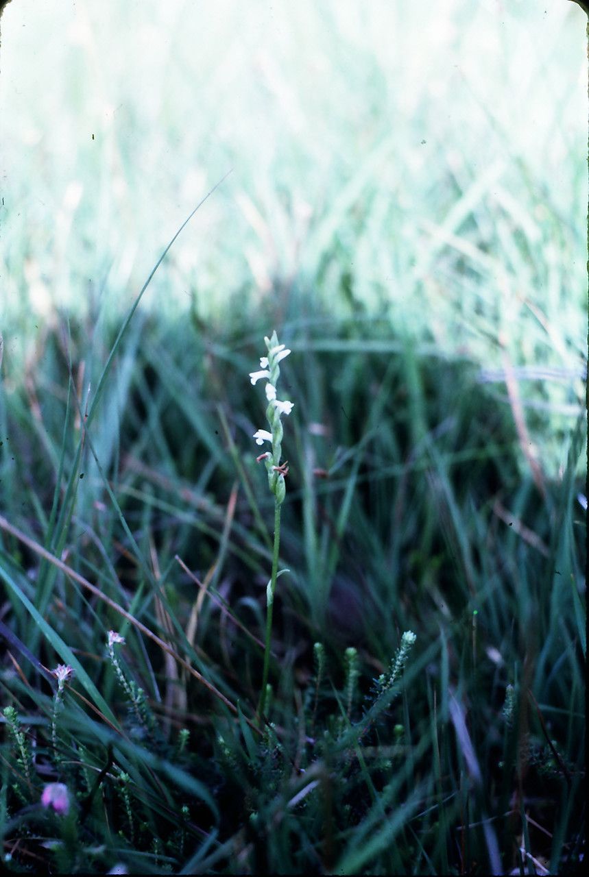 Spiranthes aestivalis habit