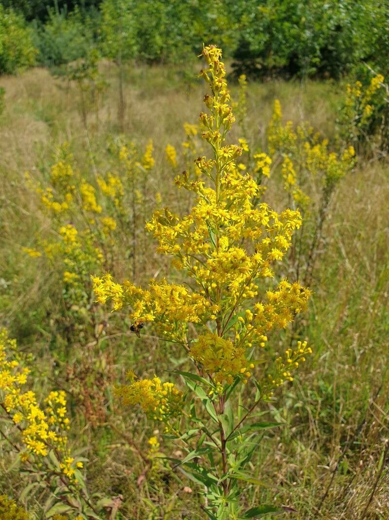 Solidago speciosa flower