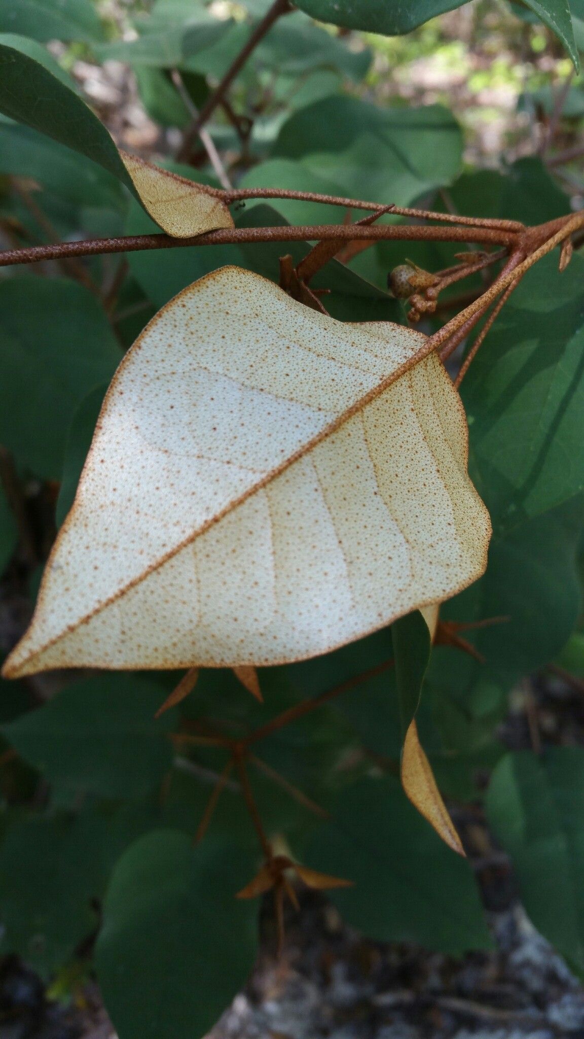 Croton boinensis leaf