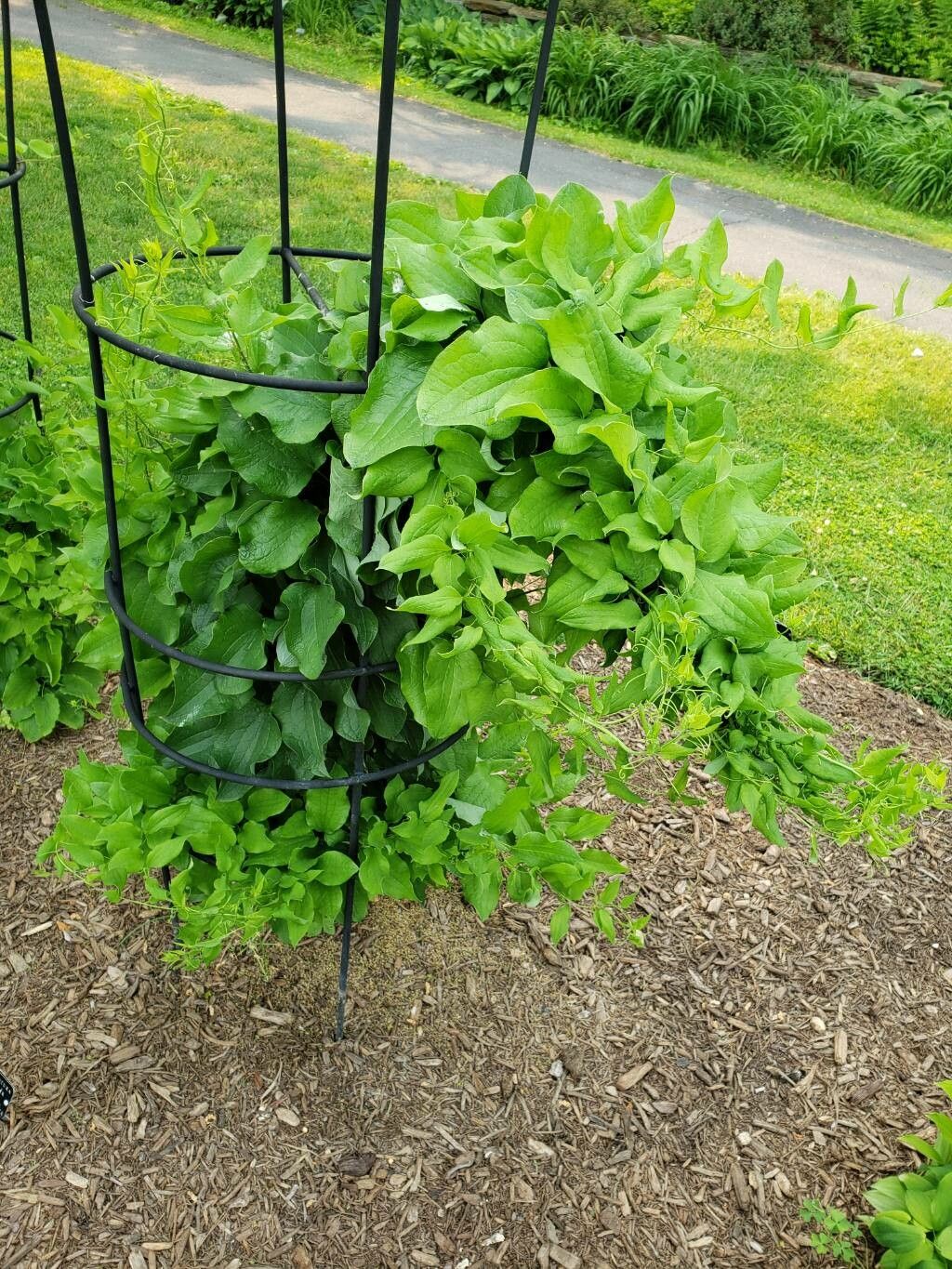 Smilax lasioneura habit
