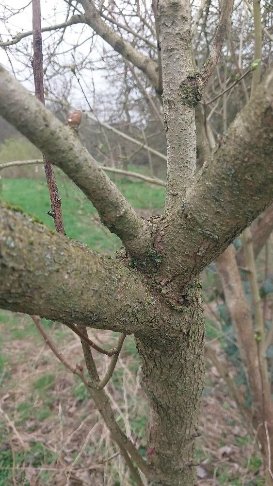 Syringa × hyacinthiflora bark