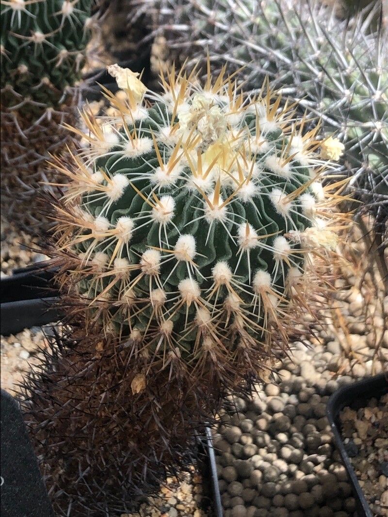 Stenocactus obvallatus — related species from the same genus