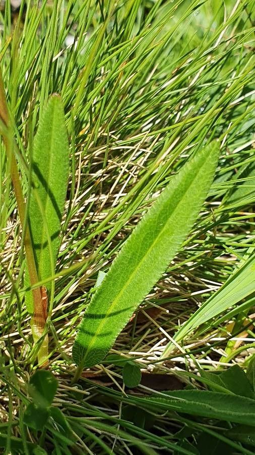 Bistorta vivipara — search result for 'Bistorta'