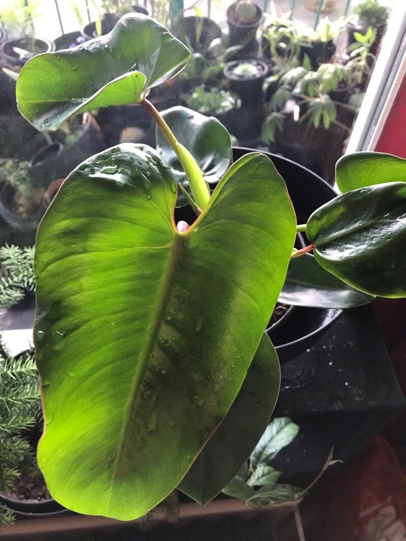 Thaumatophyllum corcovadense leaf