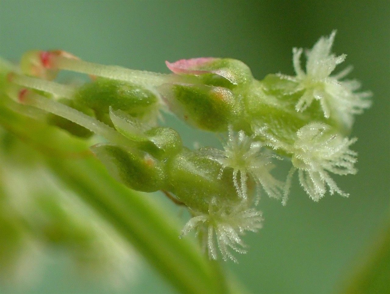 Rumex alpestris fruit
