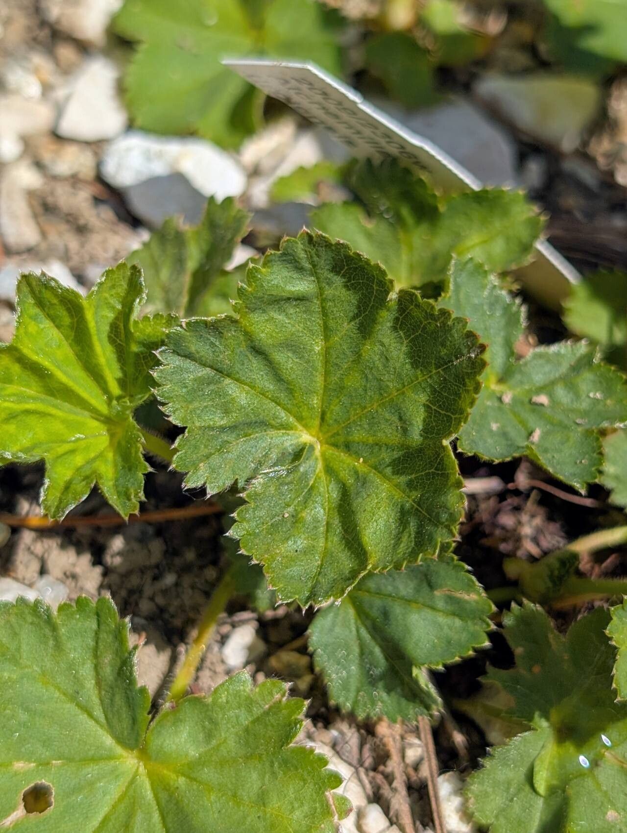 Alchemilla tirolensis — houseplant care guide