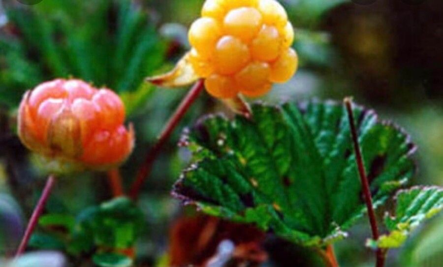 Rubus chamaemorus fruit