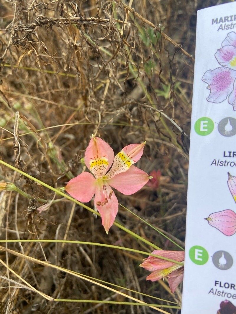Alstroemeria angustifolia — related species from the same genus