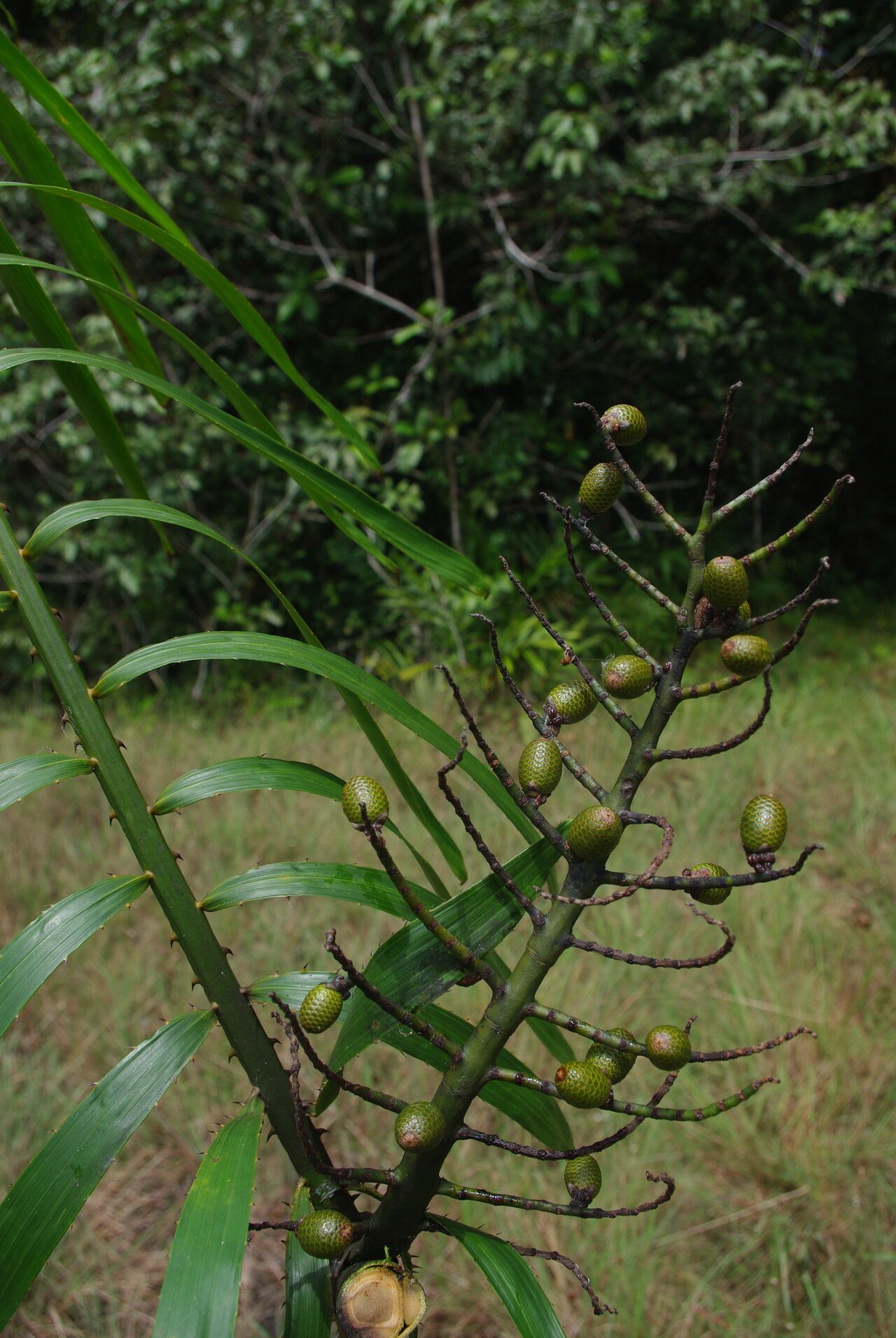 Eremospatha cuspidata fruit