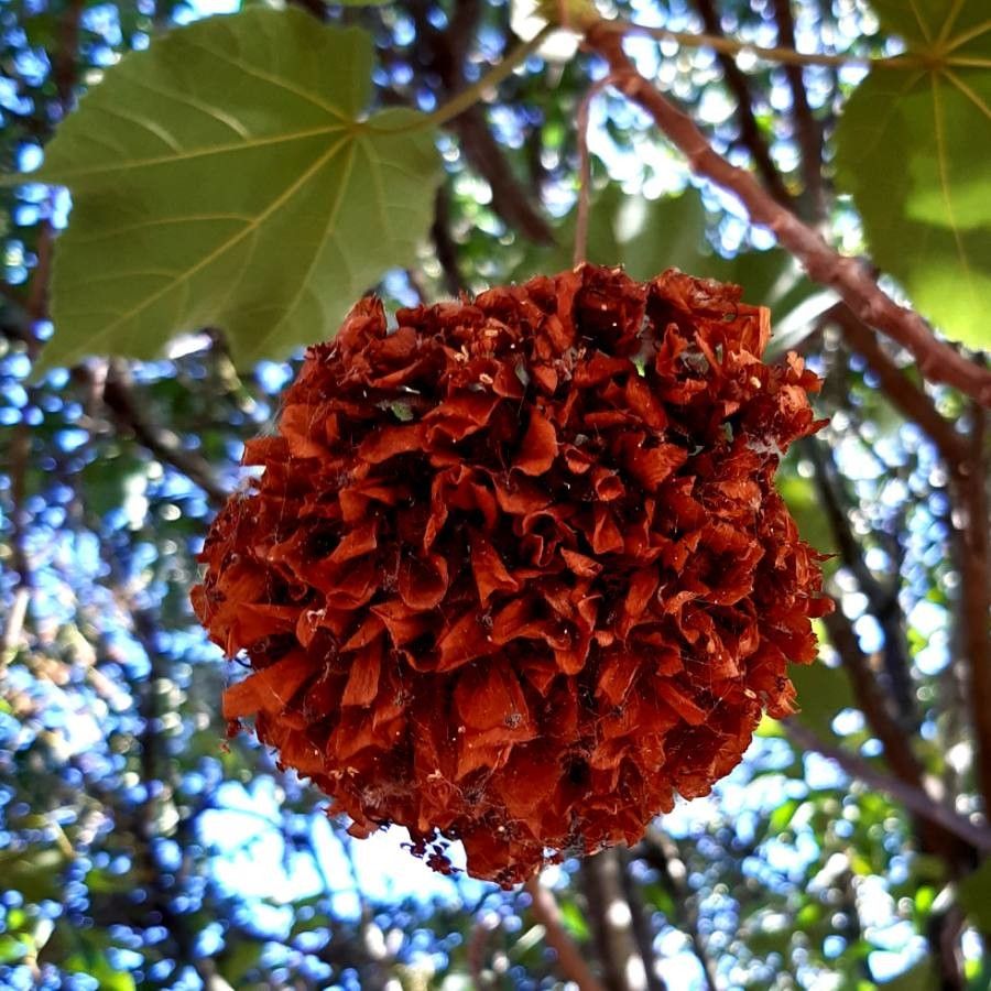 Dombeya wallichii fruit