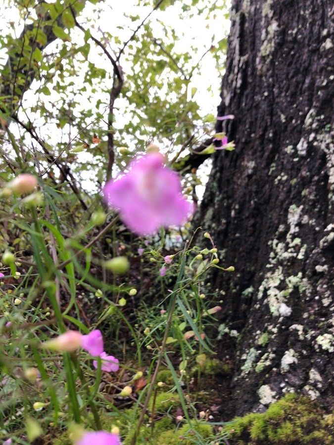 Agalinis edwardsiana flower