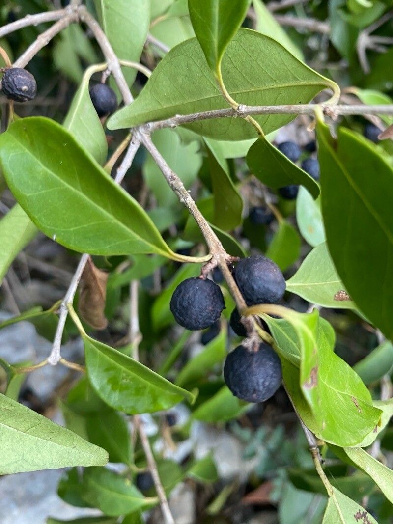 Eugenia galalonensis fruit
