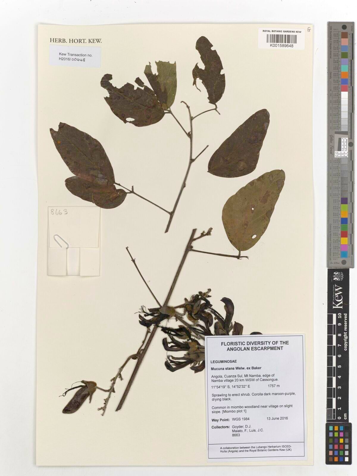 Mucuna stans — search result for 'Mucuna'