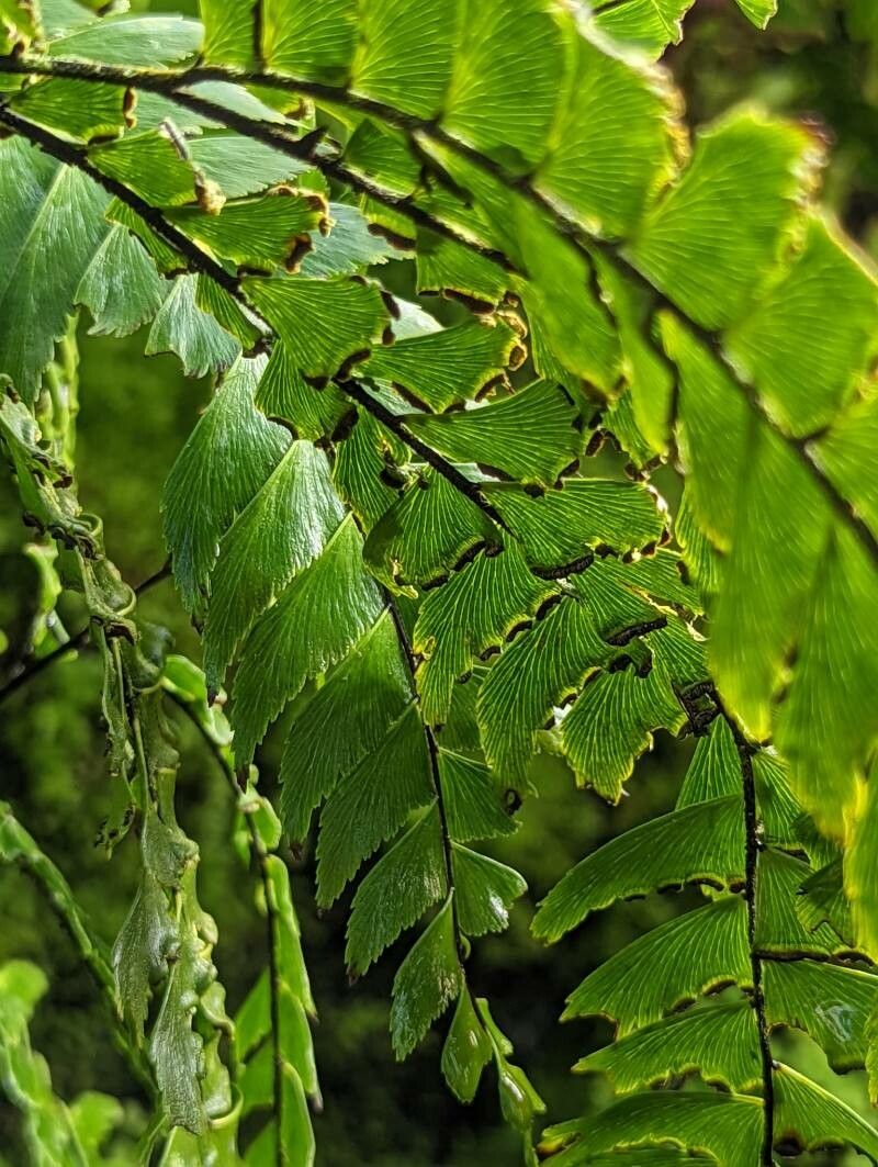 Adiantum tetraphyllum fruit