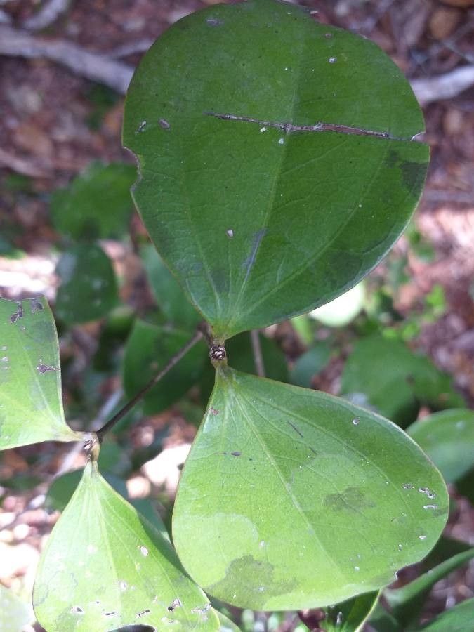 Strychnos henningsii — houseplant care guide