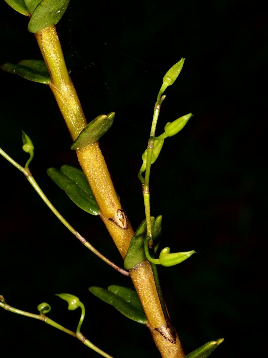 Dendrobium crassicaule bark