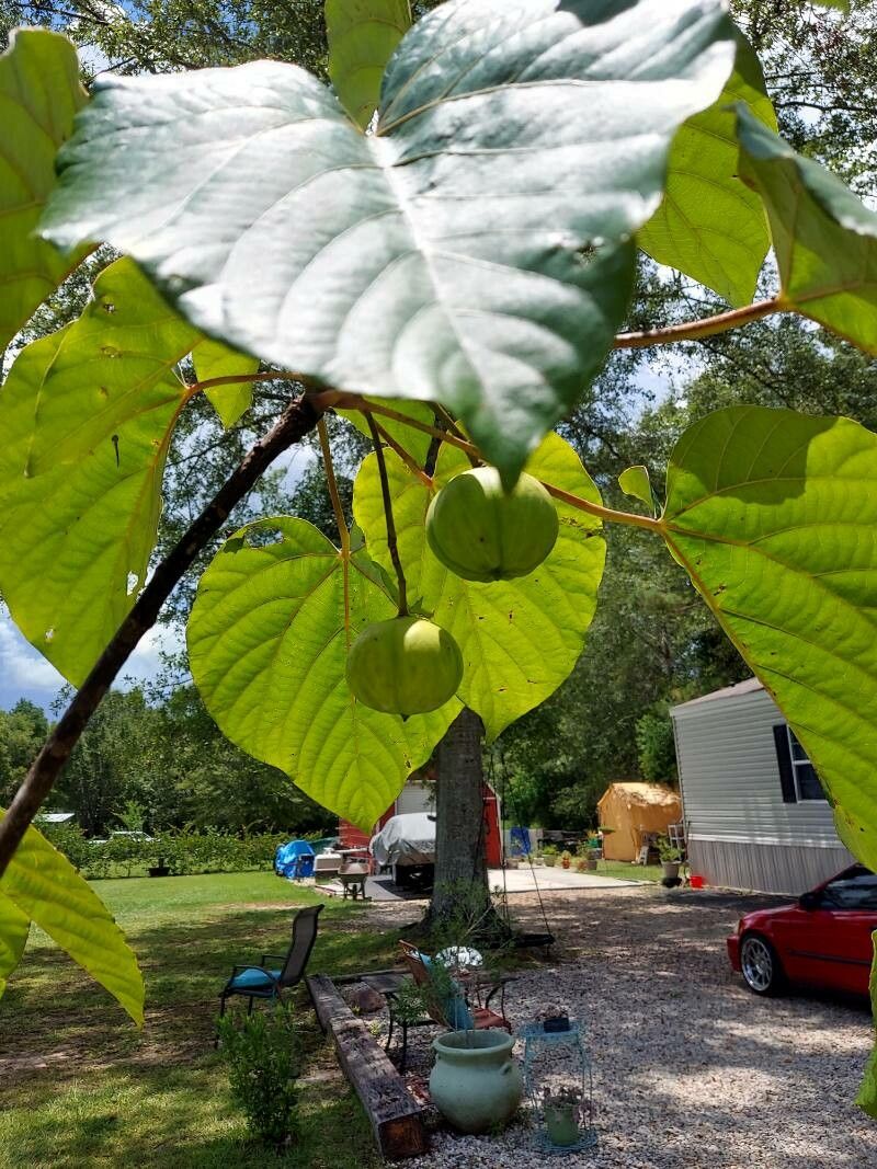 Vernicia fordii fruit