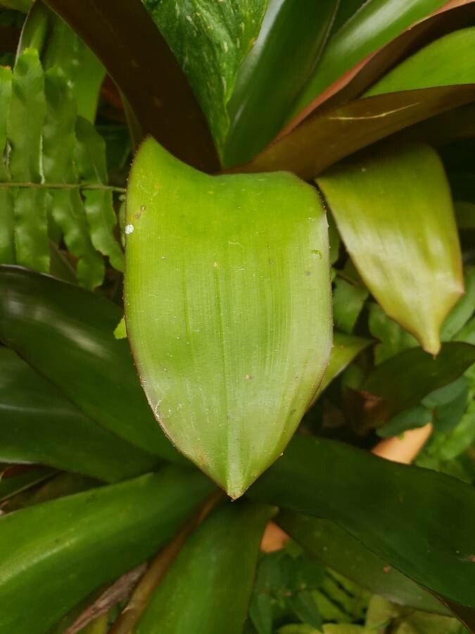Aechmea warasii leaf
