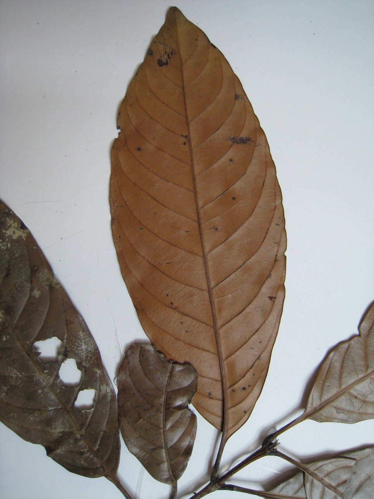 Quiina integrifolia other