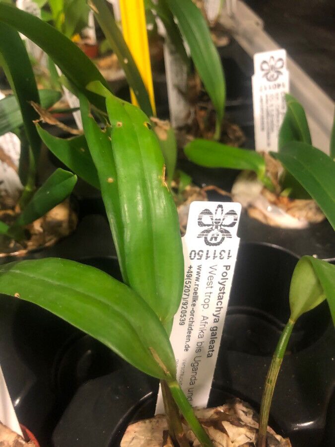 Polystachya galeata leaf