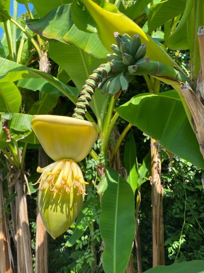 Musa × paradisiaca flower