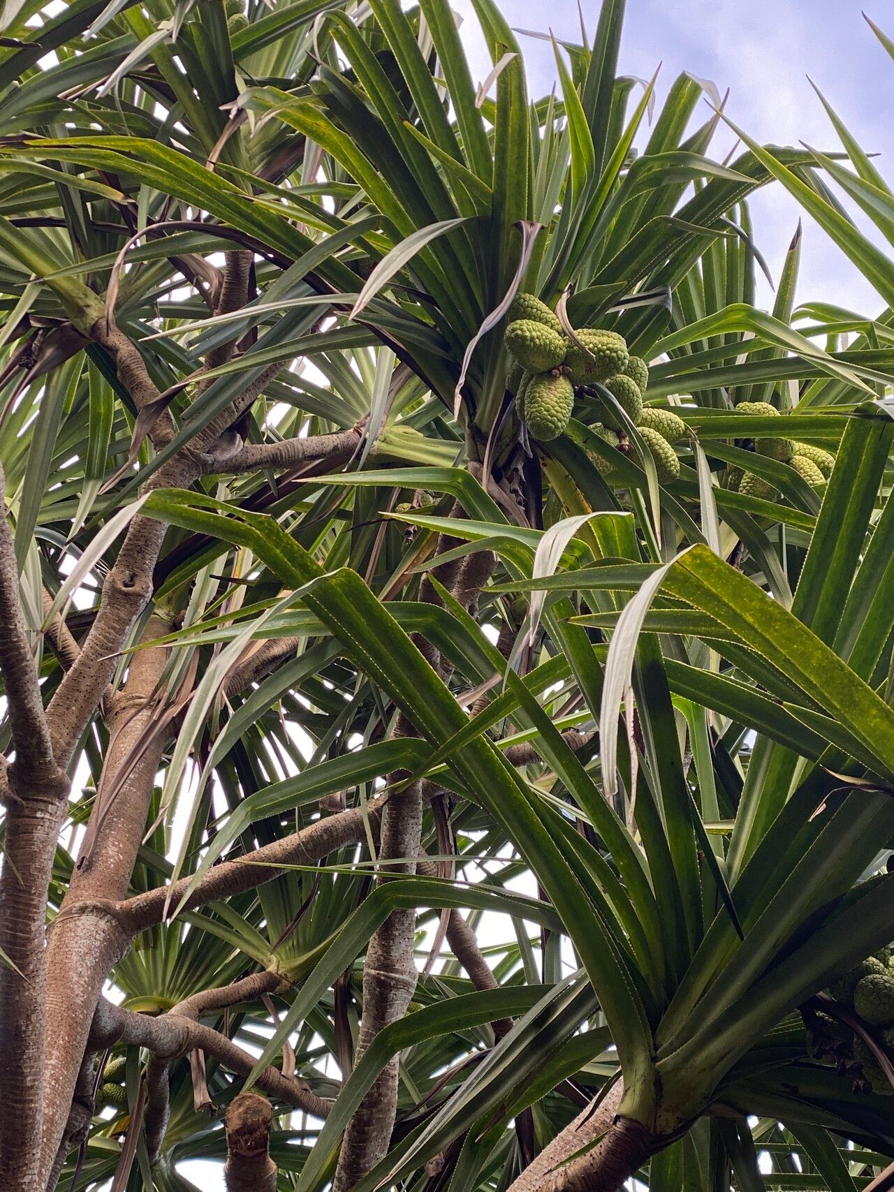 Pandanus conglomeratus — houseplant care guide