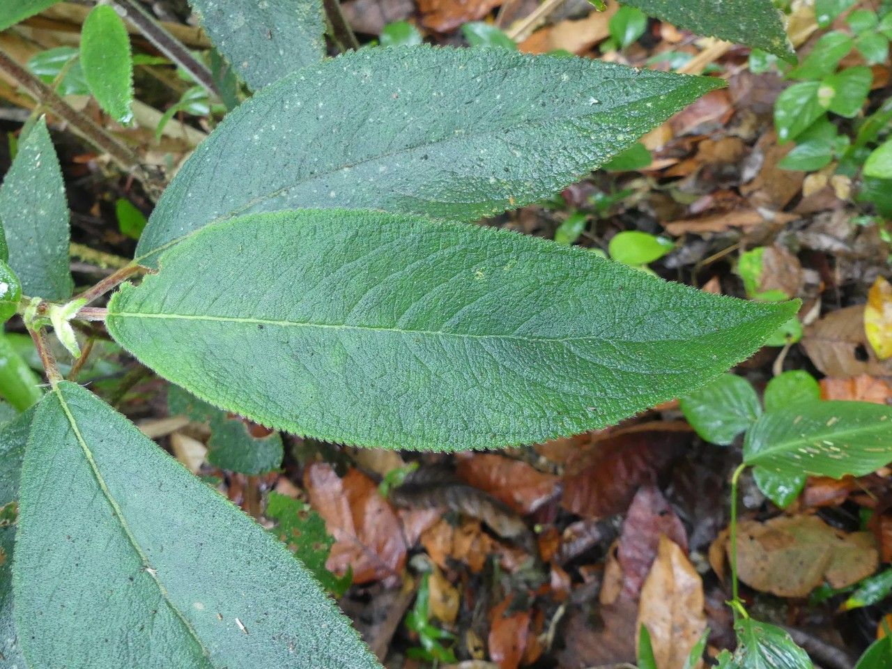 Kohleria spicata leaf