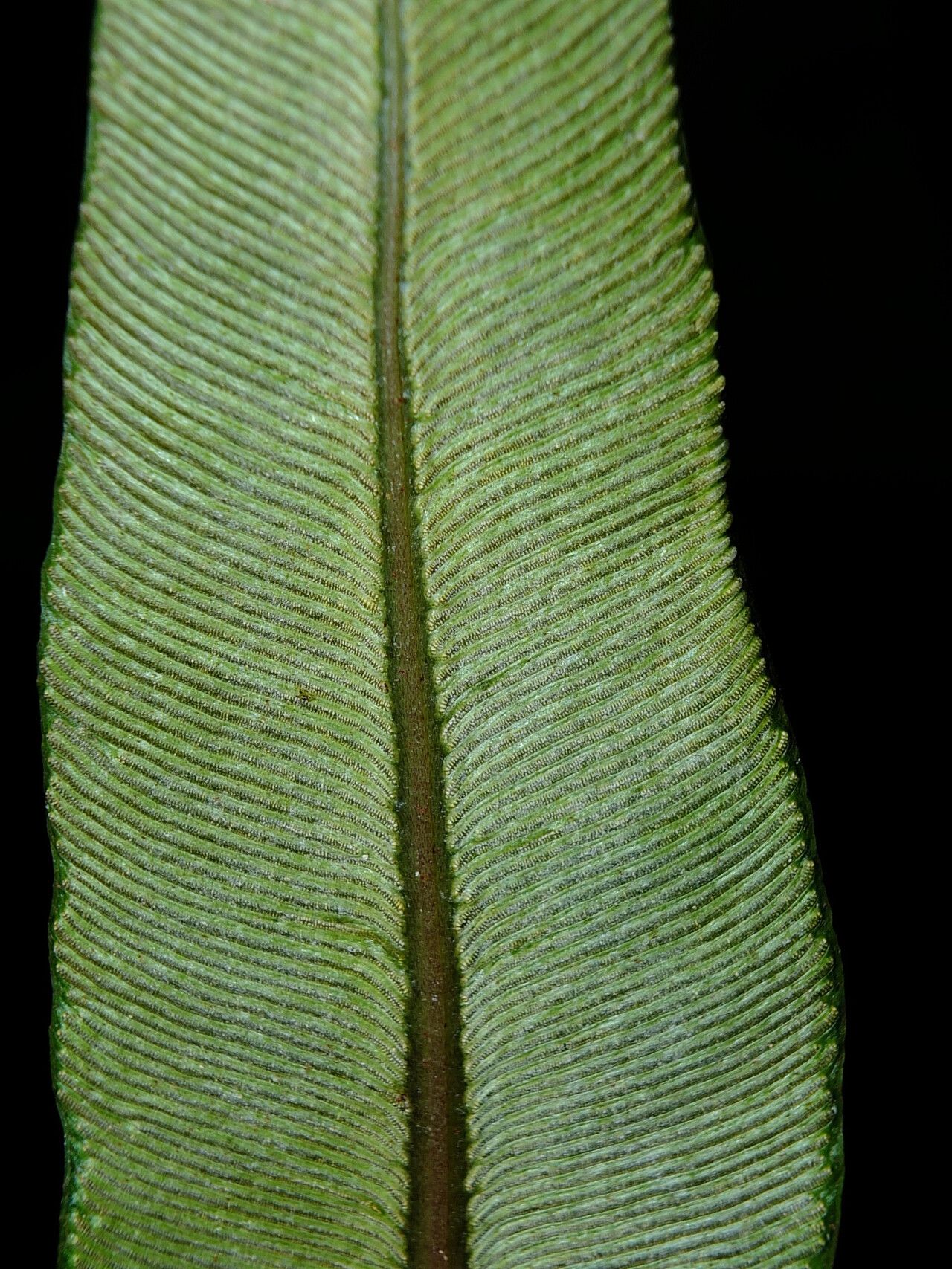 Danaea simplicifolia leaf