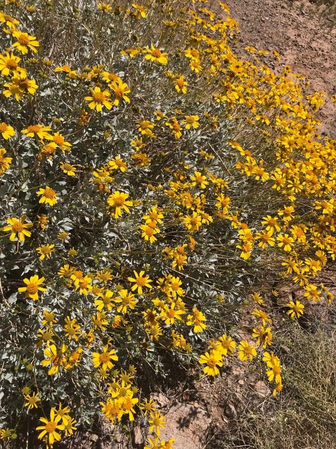 Thymophylla setifolia flower