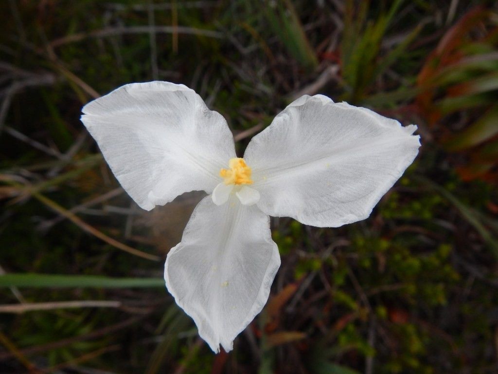 Patersonia neocaledonica — related species from the same genus