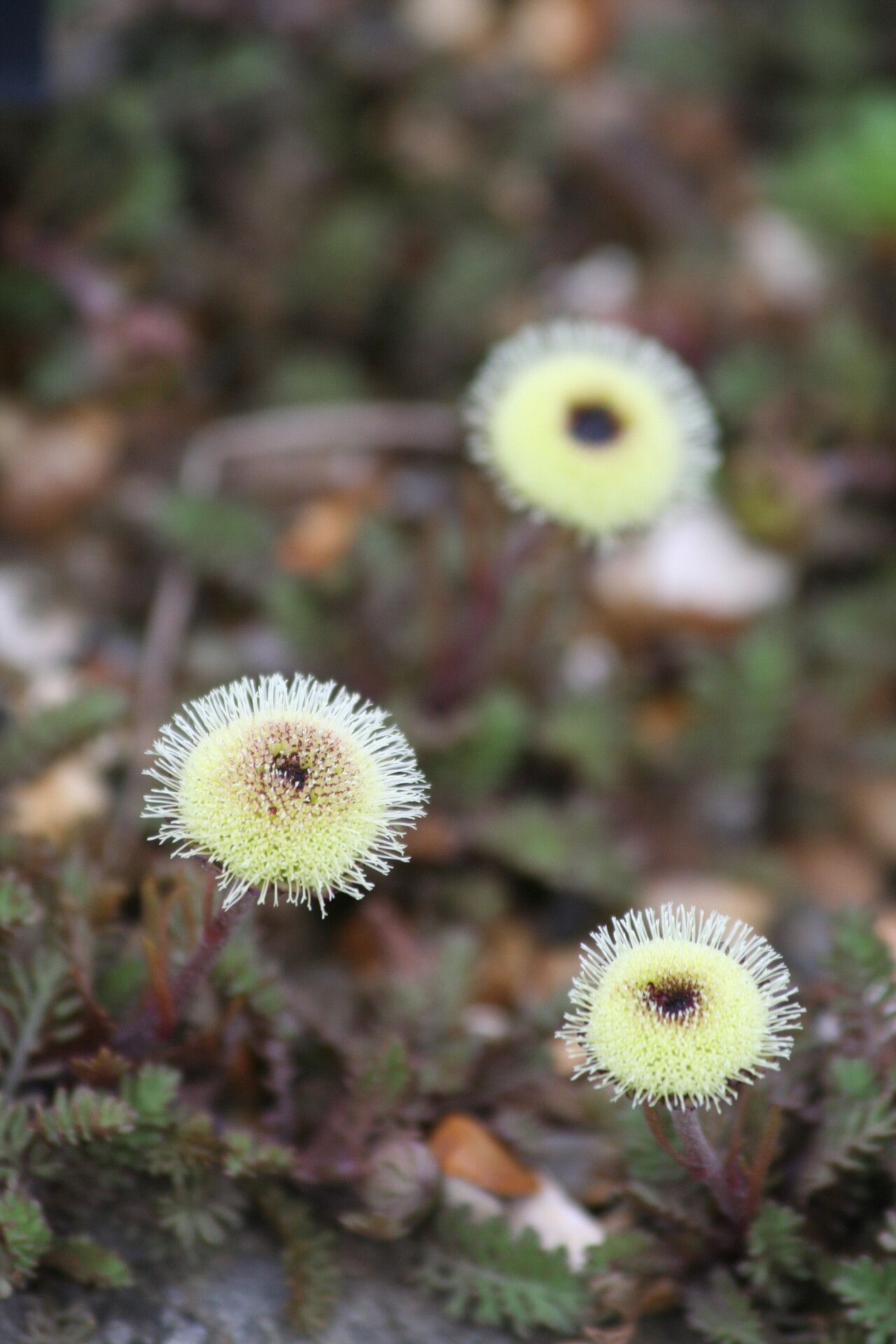 Leptinella dendyi flower