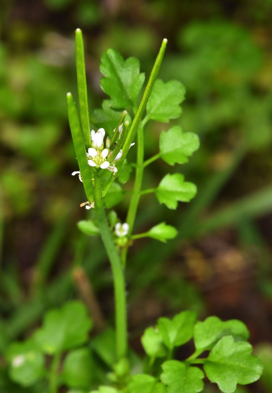 Cardamine oligosperma habit