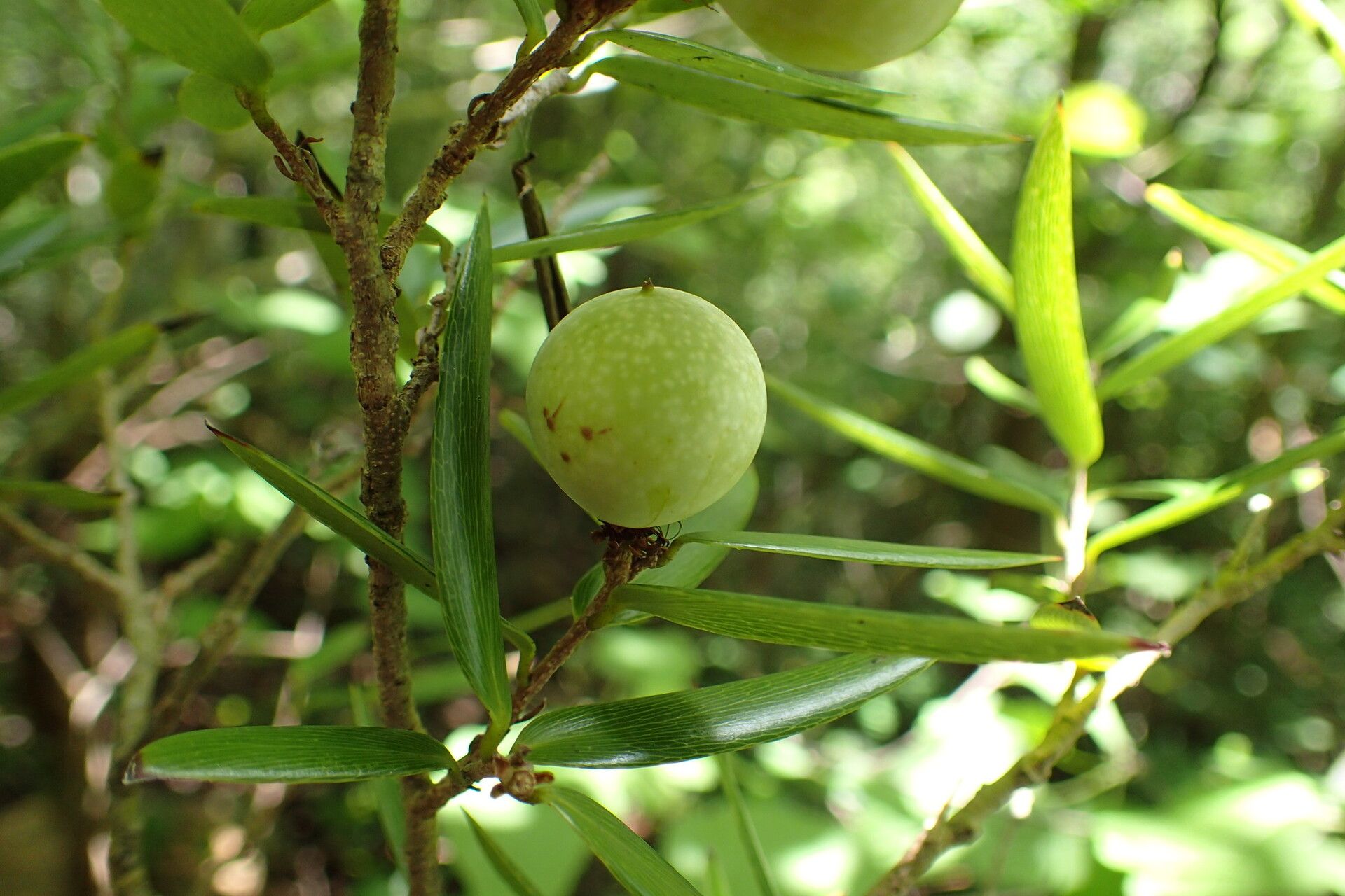 Ludia dracaenoides — houseplant care guide