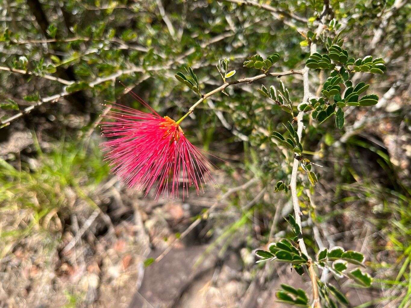 Calliandra purpurea flower