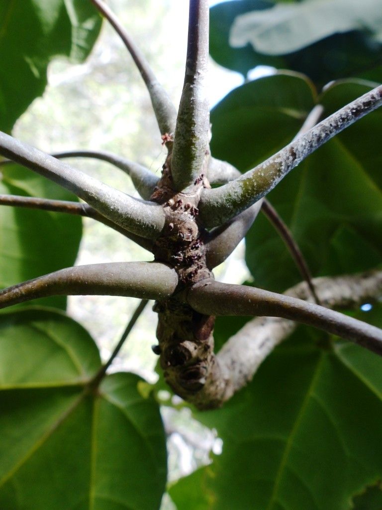 Acropogon paagoumenensis leaf
