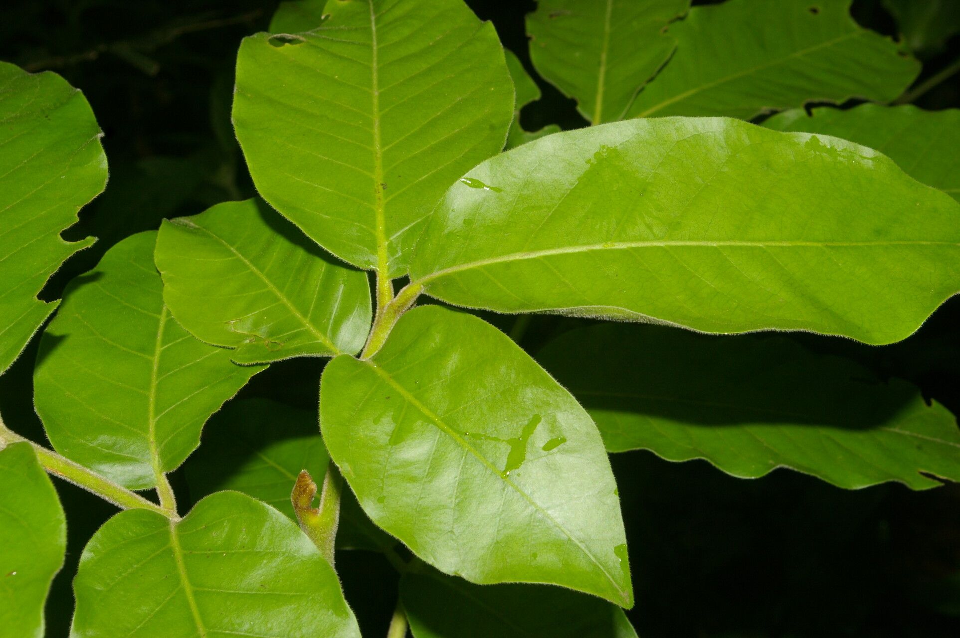 Guarea tonduzii — houseplant care guide