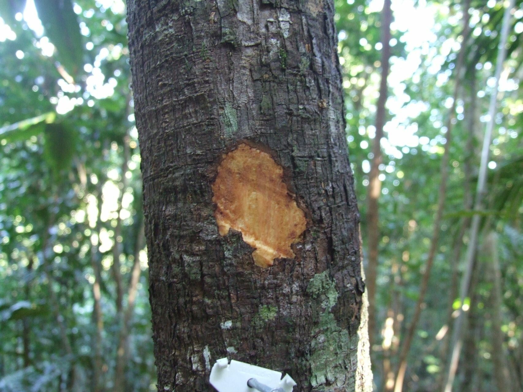 Didymocheton kouiriensis bark