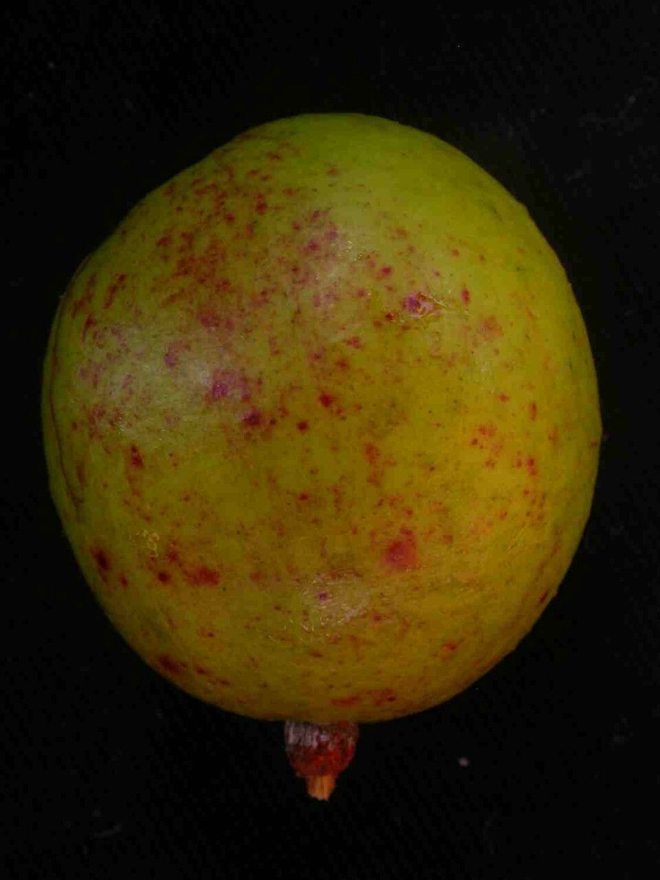 Hancornia speciosa fruit